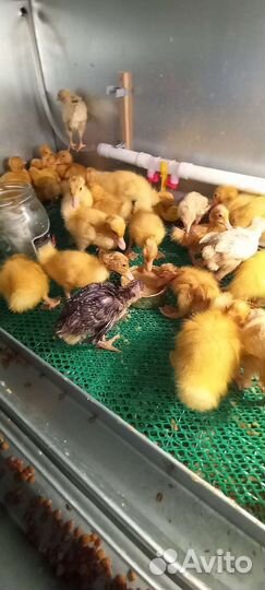 Продаю месячных гусят,утят,индюшат,цыплят