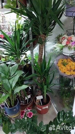 Пальма юкка