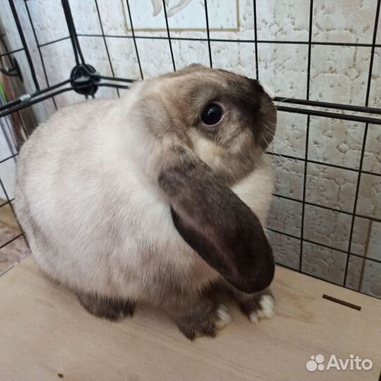 Декоративные кролики породы вислоухий баран