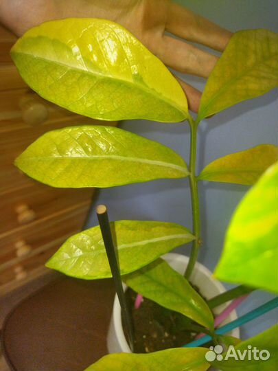 Замиокулькас вариегатный Long Leaf