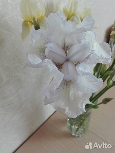 Ирисы бородатые