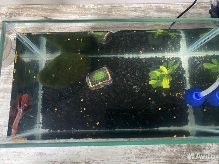 Аквариум с рыбками