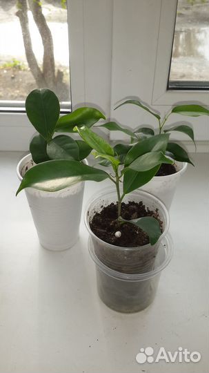 Фикусы Бенджамина