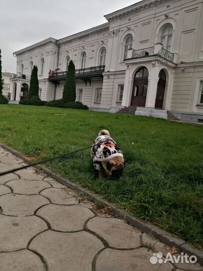 Костюм для маленькой собаки