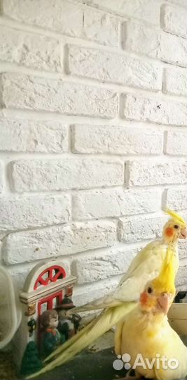 Попугай корелла птенец