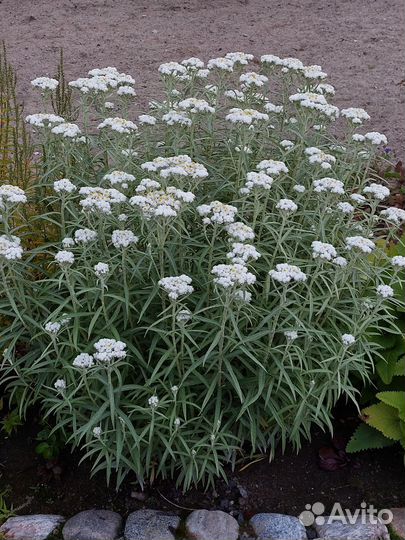 Многолетние садовые цветы