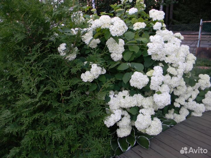 Гортензия древовидная