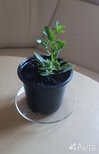 Каланхоэ махровый