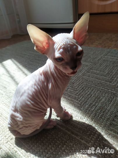 Донской сфинкс котята