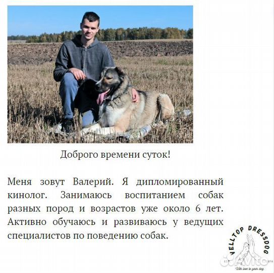 Дрессировка и воспитание собак Кинолог