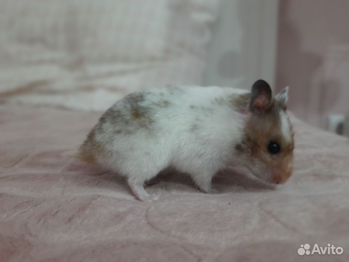 Сирийский хомяк