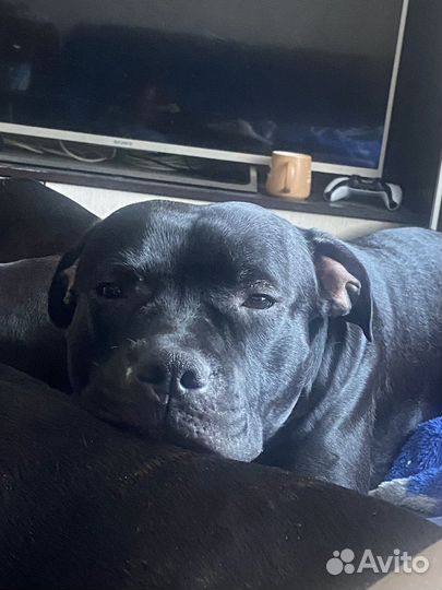 Стаффордширский бультерьер вязка