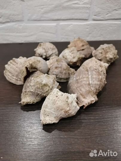 Раковины рапанов