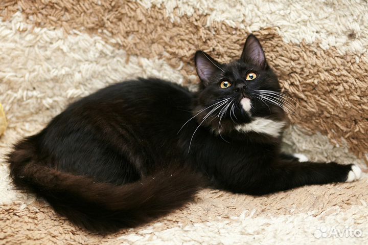 Маша ищет дом