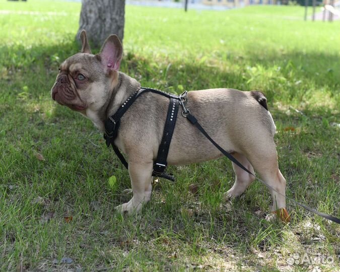 Шоколадный идеальный мальчик