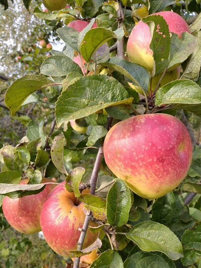 Участок 6 сот. (СНТ, ДНП)