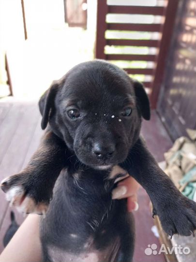 Собака щенок