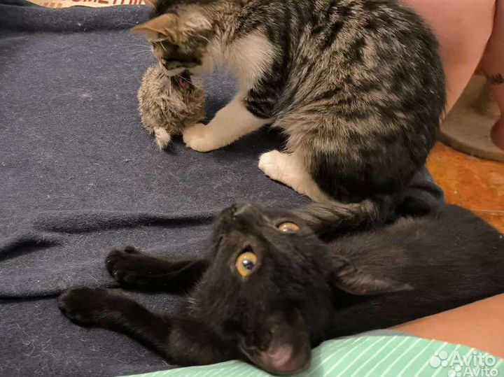 Котенок-девочка в добрые руки