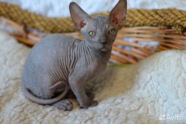 Девочка канадочка