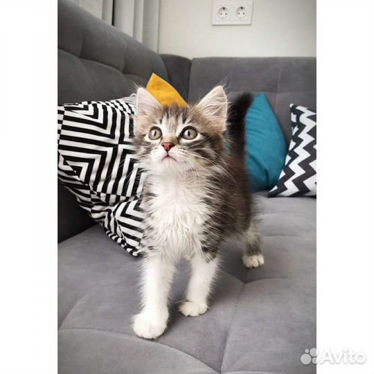 Котенок девочка 1, 5 месяца