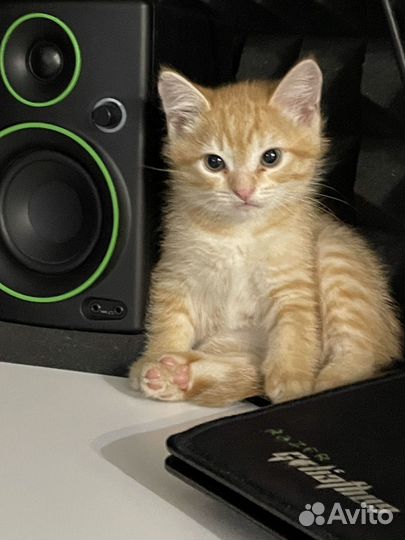 Сведение / мастеринг / саунд дизайн