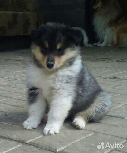 Щенки колли