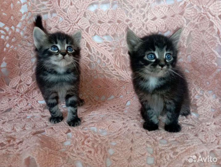 Котенок мальчик