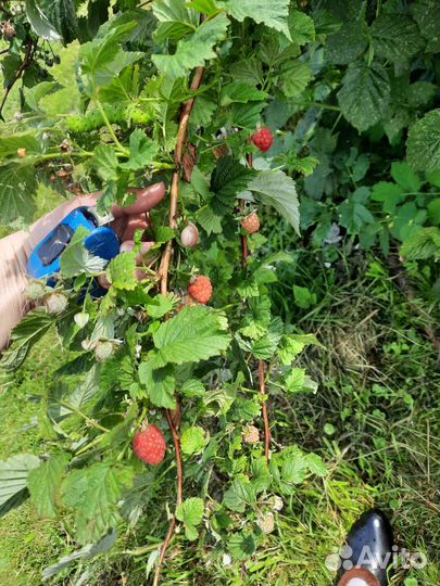 Ремонтантная малина