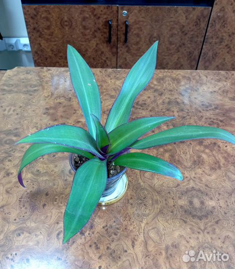 Рэо растение