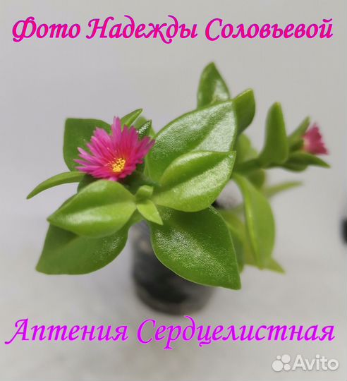 Аптения