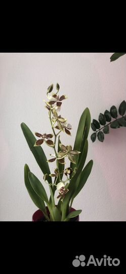 Орхидея камбрия с кашпо