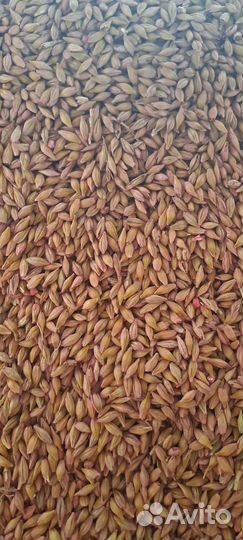 Семена ячмень яровой эс