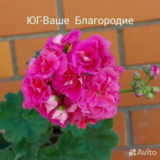 Пеларгония герань