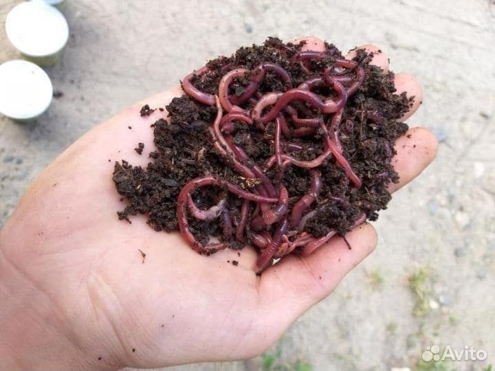 Продам червей