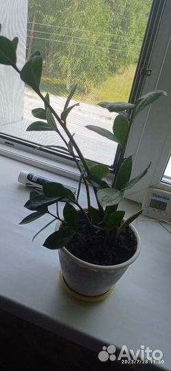 Замиокулькас