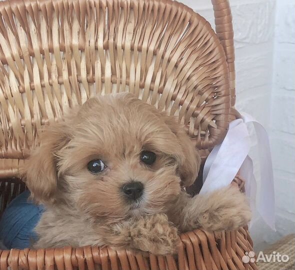 Щенки Мальтипу