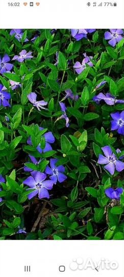 Барвинок и хризантима