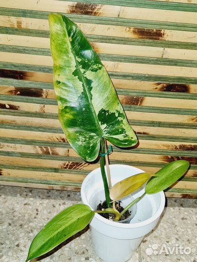 Филодендрон Виппл Вэй