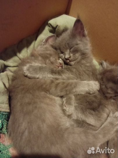 Котята в добрые руки. 3 месяца