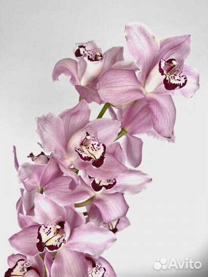 Орхидея (цимбидиум, фаленопсис)