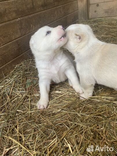 Щенки сао алабай