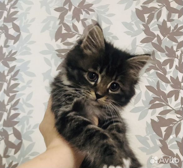 Котёнок