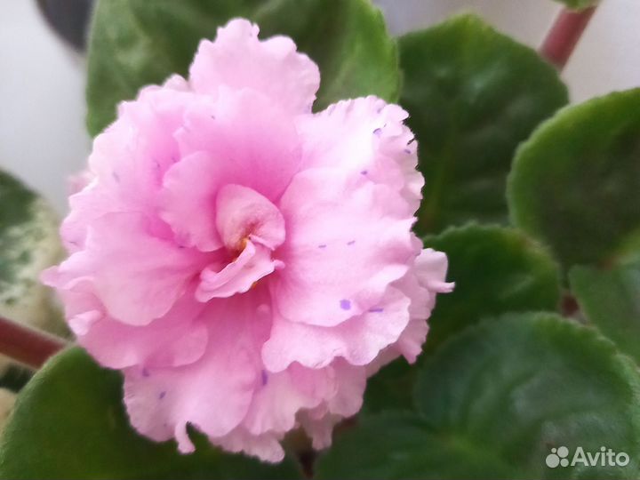 Фиалка Свежий Лист