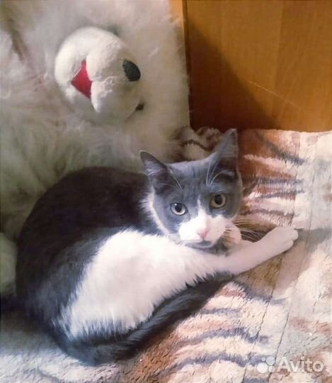 Ласковая и нежная кошечка Зая в поисках семьи