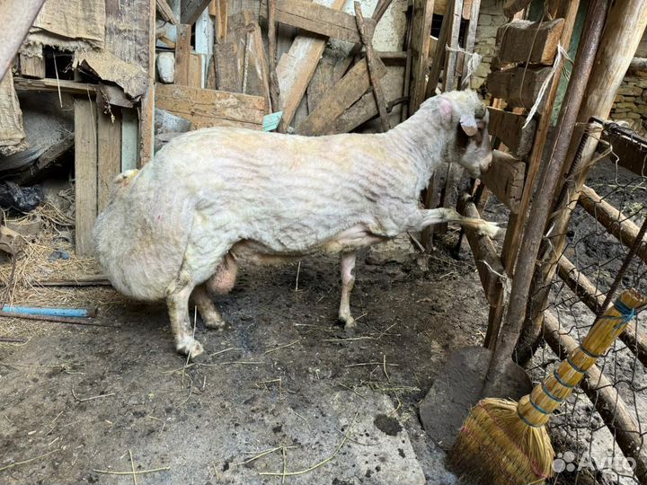 Продаеться курдючный баран