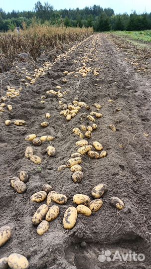 Свежая картошка бесплатная доставка