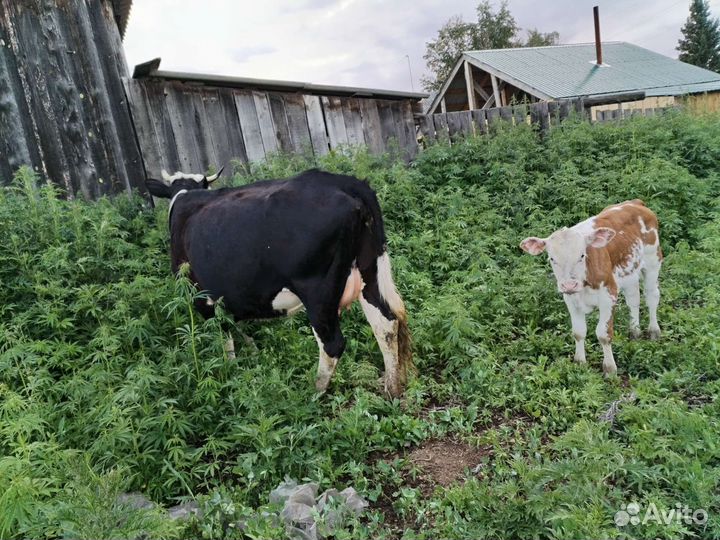 Корова с теленком