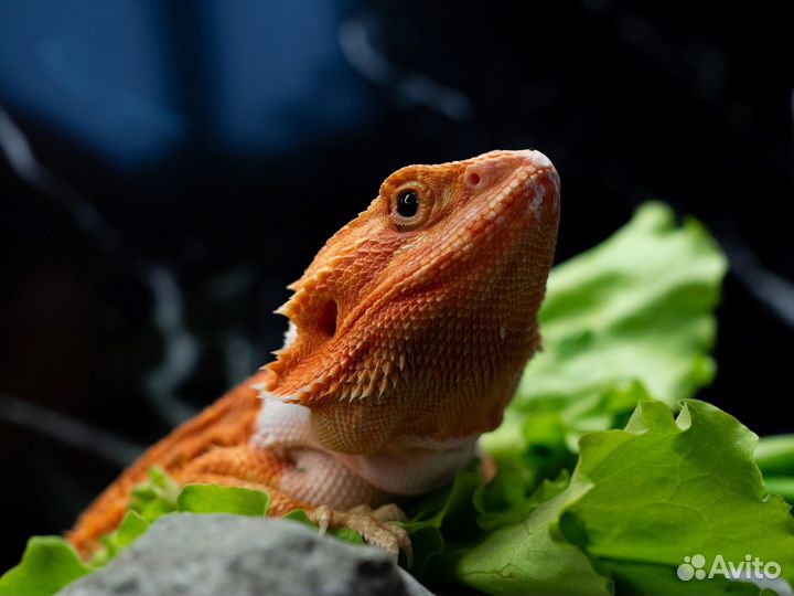 Бородатая агама red
