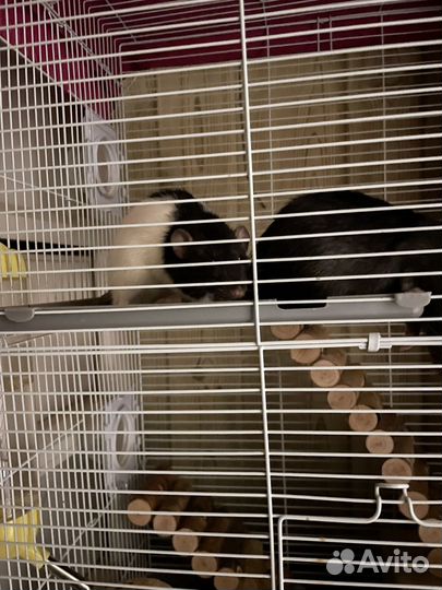 Крысы Дамбо Мальчики В добрые руки