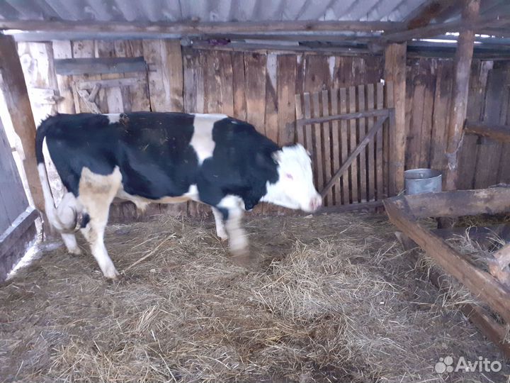 Продается бык на мясо